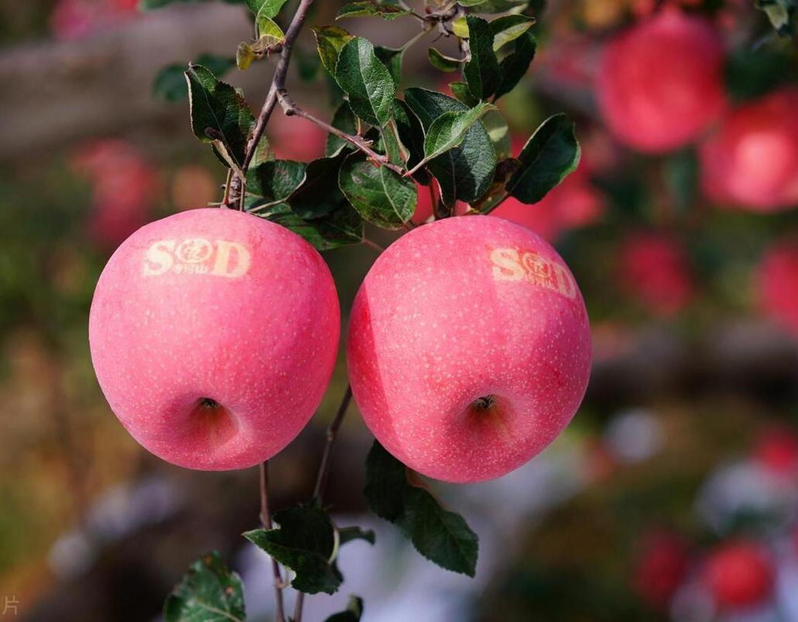 【三门峡灵宝苹果品牌价值突破200亿元!