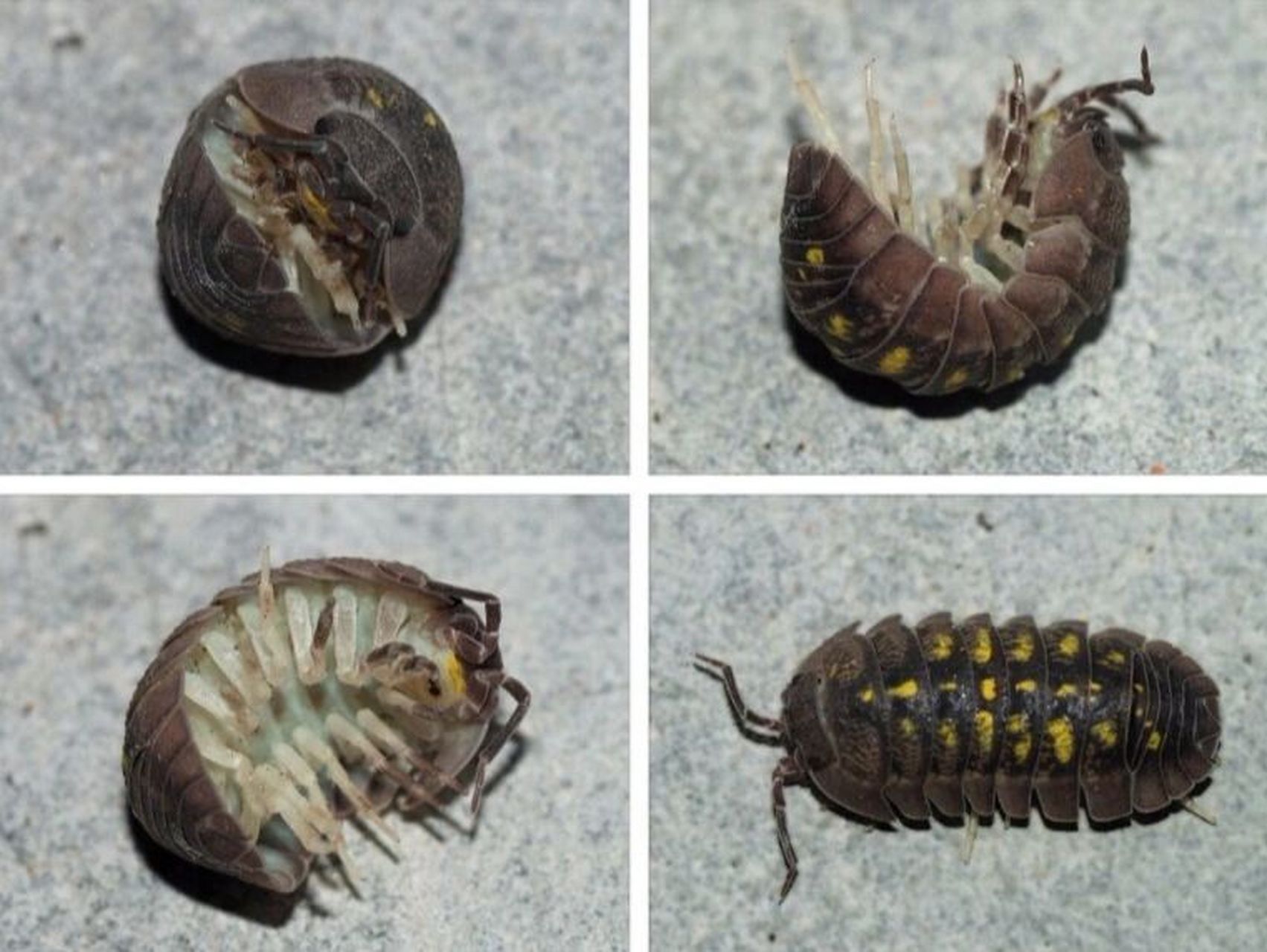 潮虫怕什么 潮虫也叫鼠妇虫,它们如果在家里出现,会在室内阴暗,潮湿的