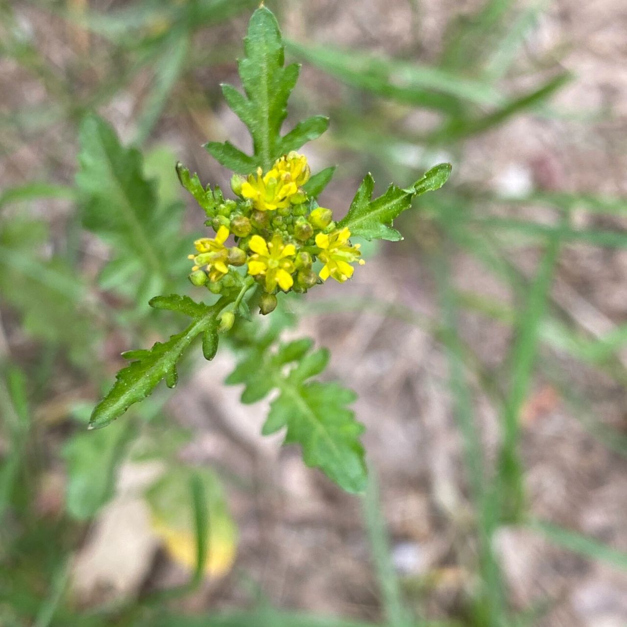 荠菜和蔊菜 科普一下,这种叫蔊菜.在我们东北叫荠荠菜,或者水荠菜.