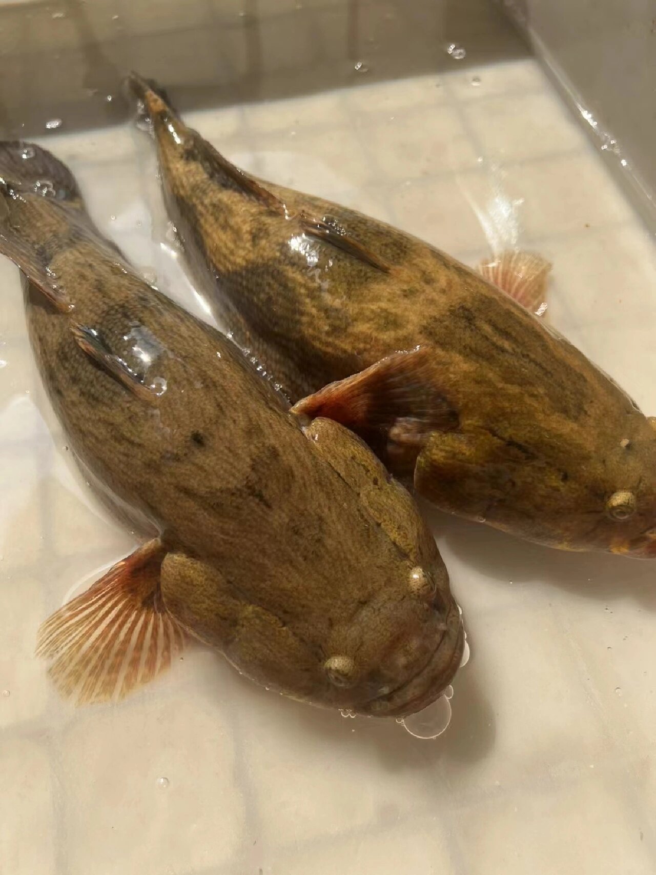 野生笋壳鱼,肉质鲜嫩无小骨刺