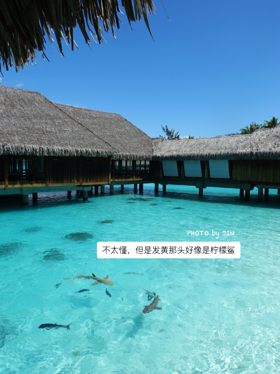奢侈到自己养鲨鱼的顶级酒店borabora瑞吉 海岛旅游体验真的很受天气
