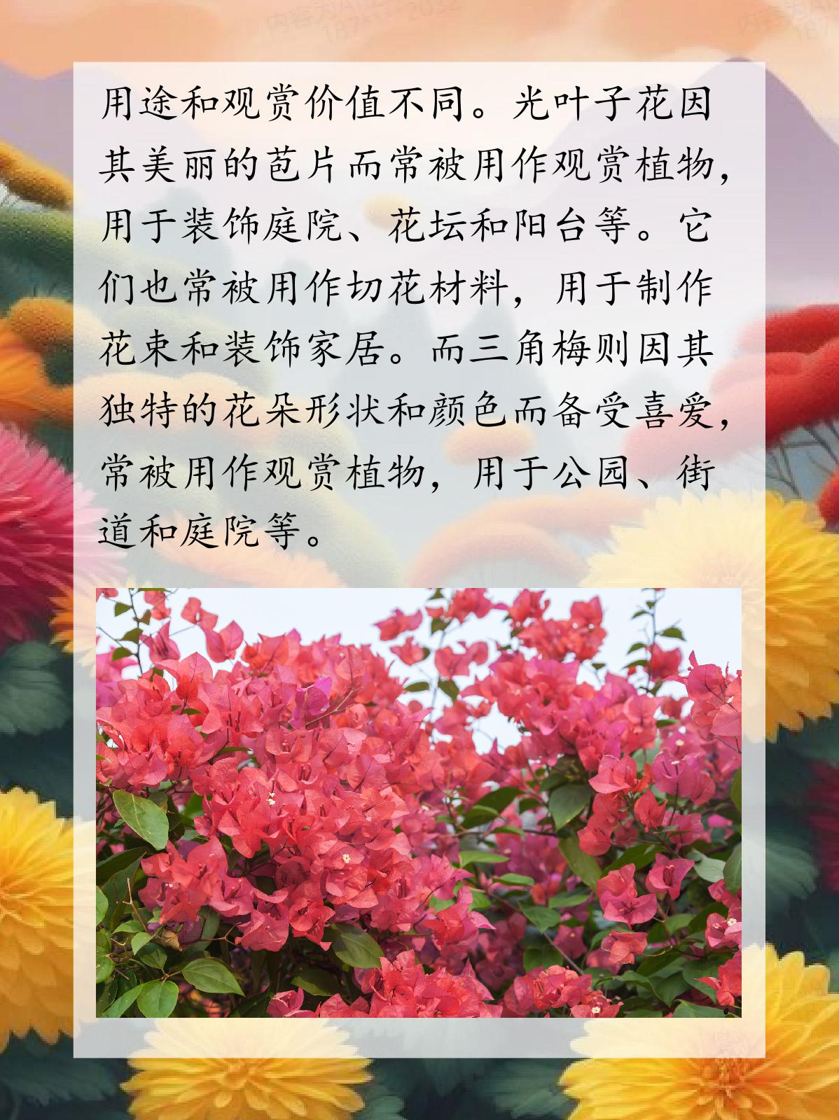 光叶子花花语图片