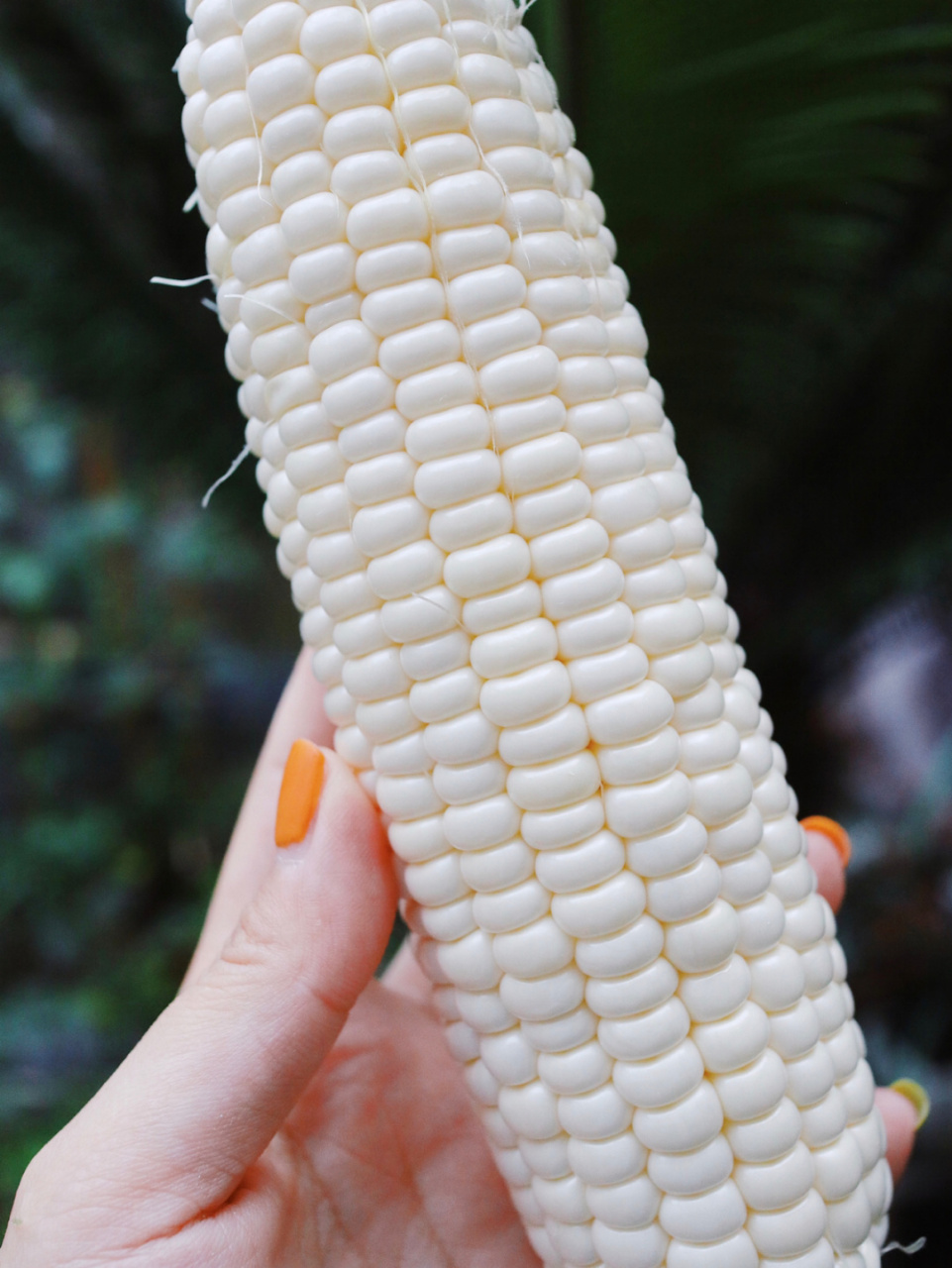 这网红爆浆冰糖玉米的甜度是认真的吗?