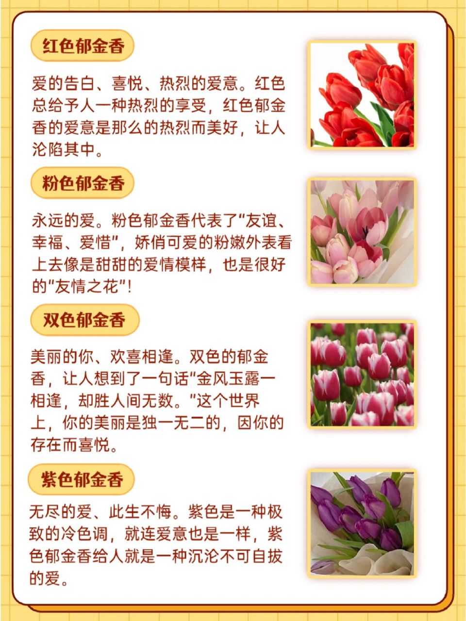 所罗门郁金香花语图片