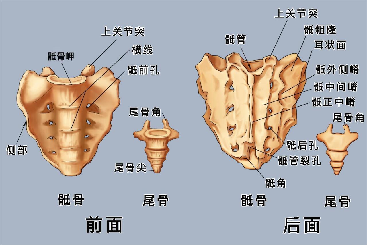 髂骨解剖结构图详解图片