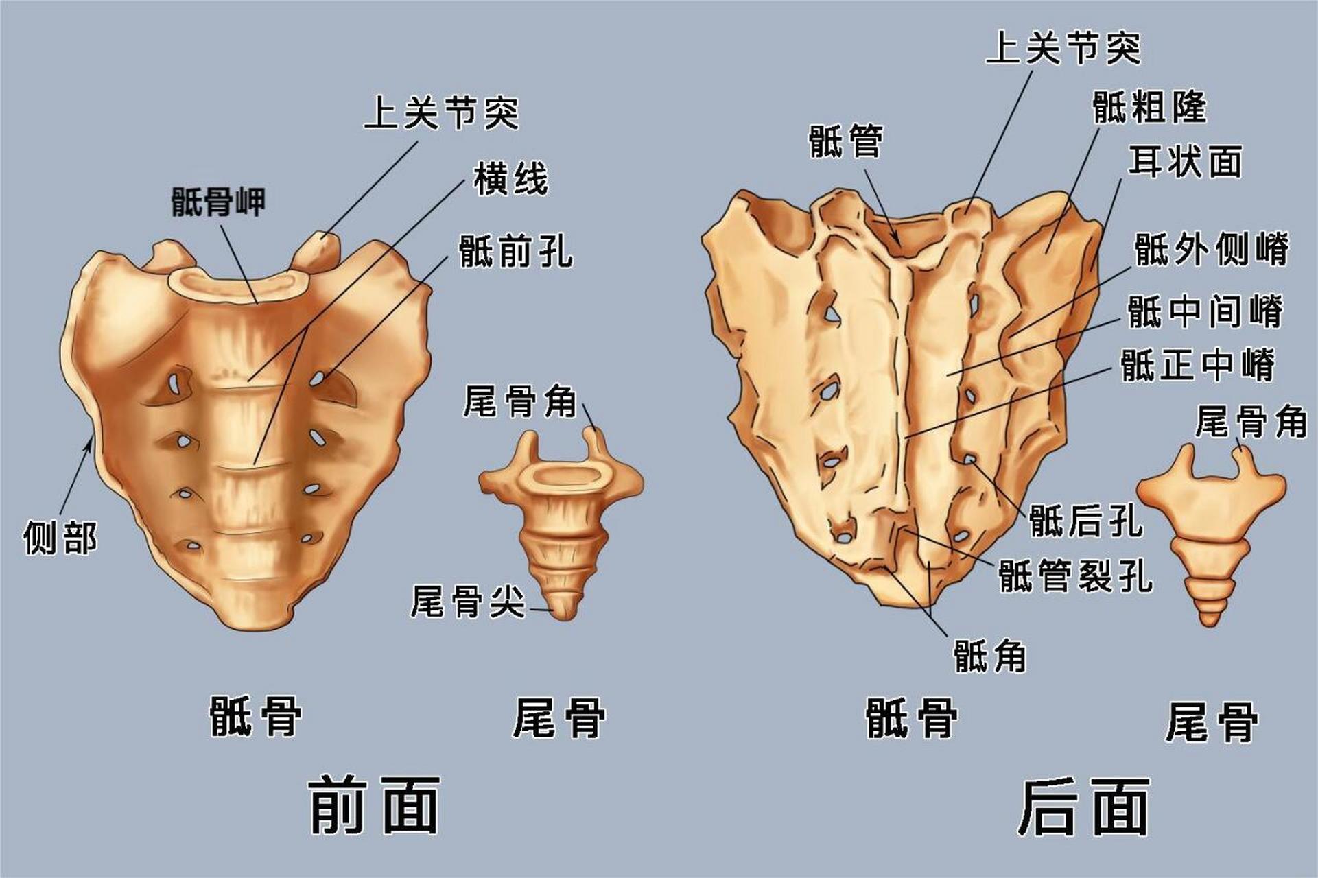98骶骨是人体脊椎(骶椎)和盆骨带(髂骨)的连接部位,呈倒金字塔形.