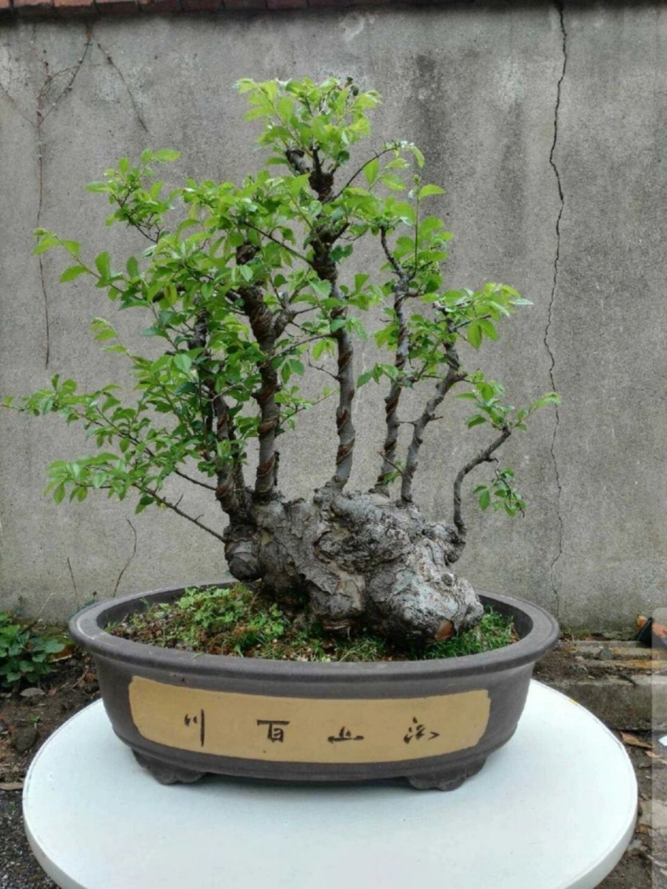 榆树盆景一山带木 榆树盆景一山带木,丛林老桩办公室花卉绿植阳台庭院