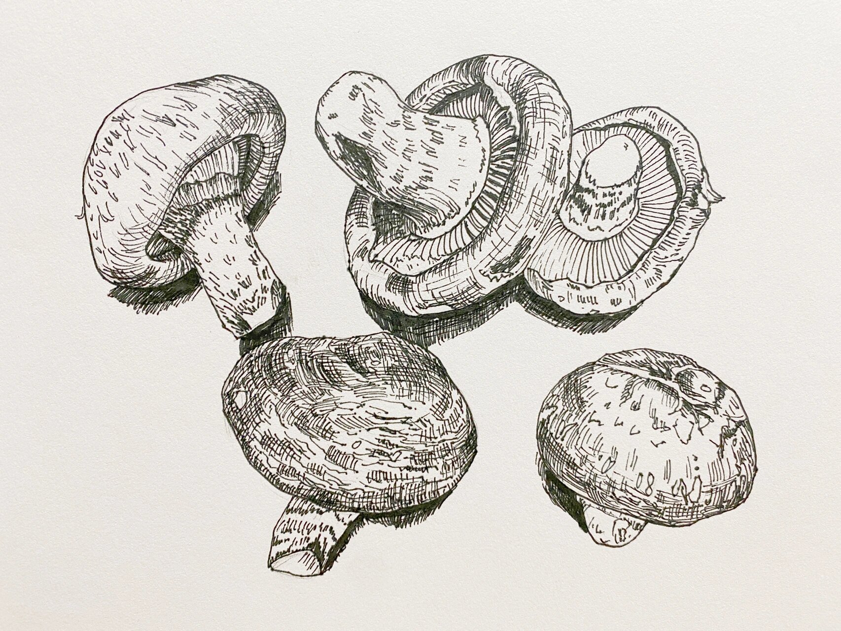 可以是多种角度的,帮助我们从外形,结构,色彩等方面了解香菇的外形