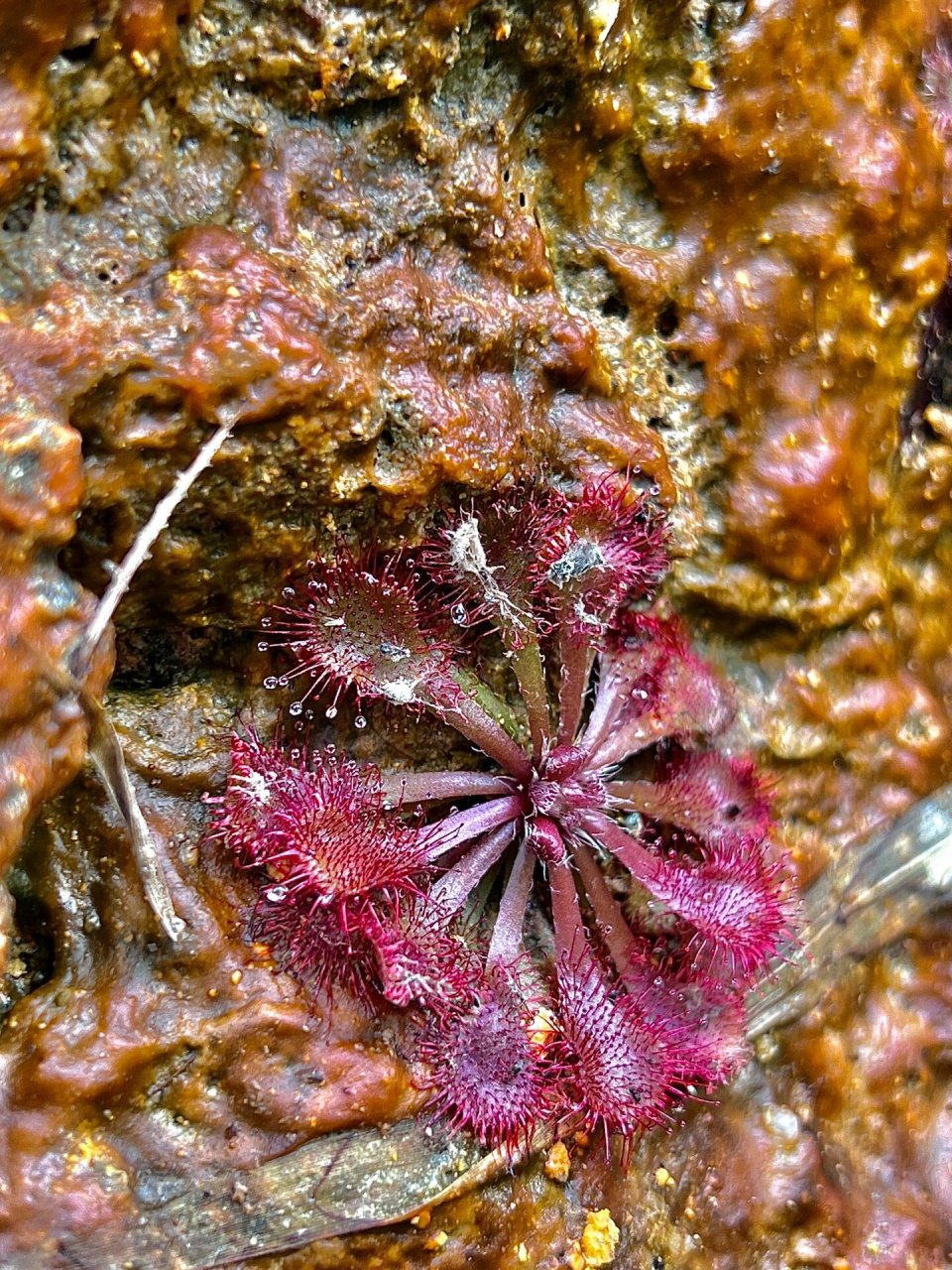 126: 匙叶茅膏菜 #户外植物# 匙叶茅膏菜(学名:drosera spathulata