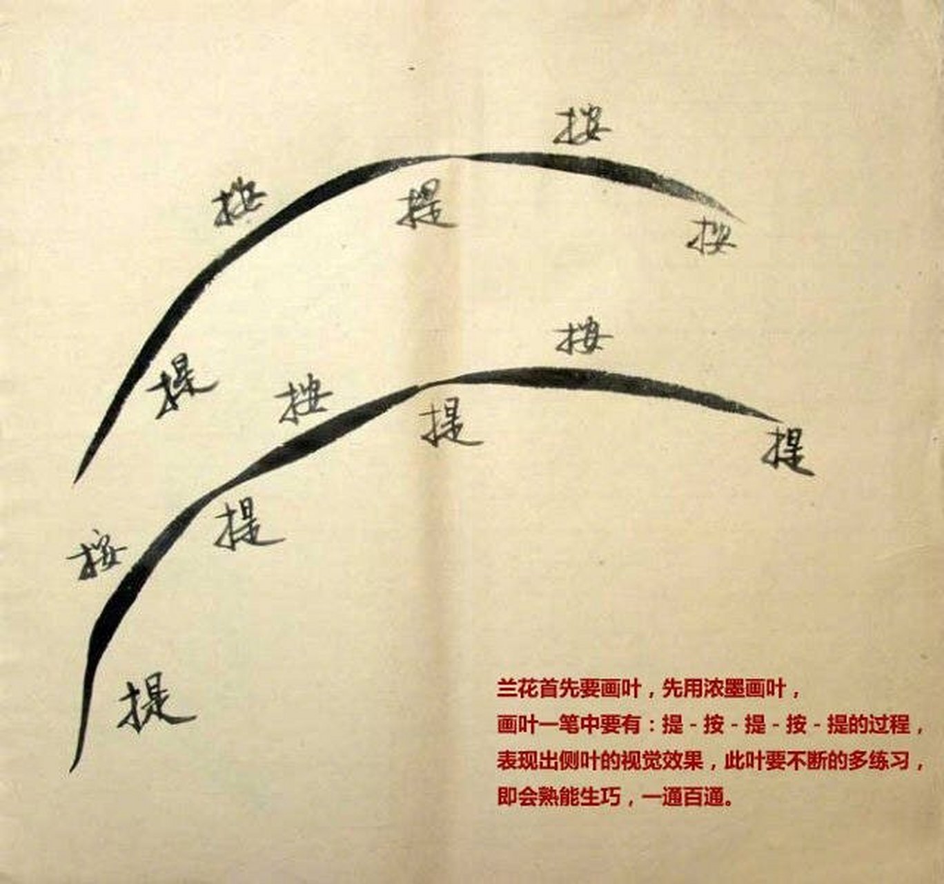 【国画技法:兰花的画法解析】请画友们参考[话筒[话筒[话筒#书画