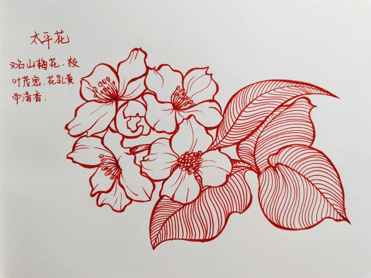 太平花绘画步骤图