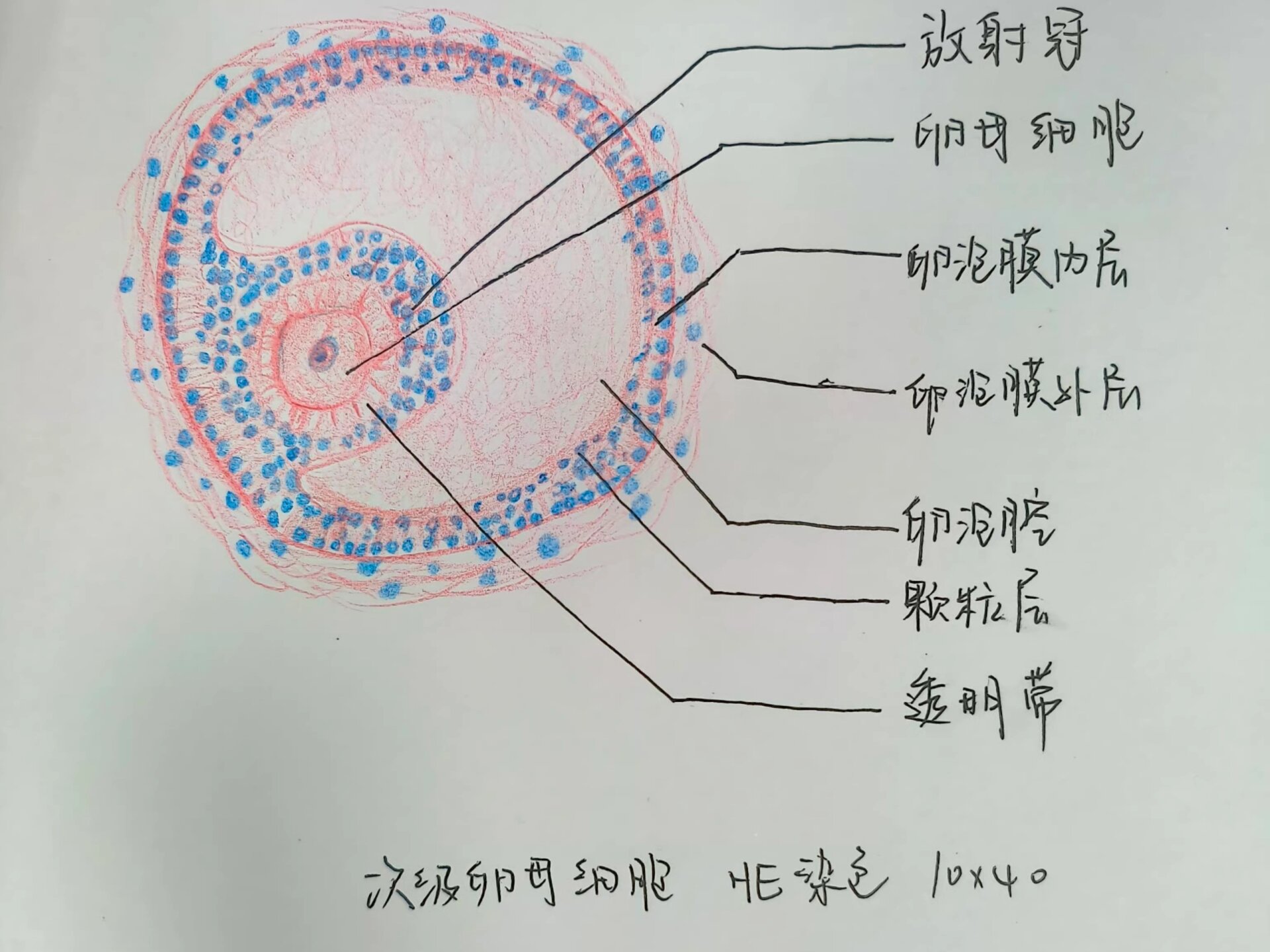 组胚绘图分享之次级卵母细胞红蓝铅笔绘图