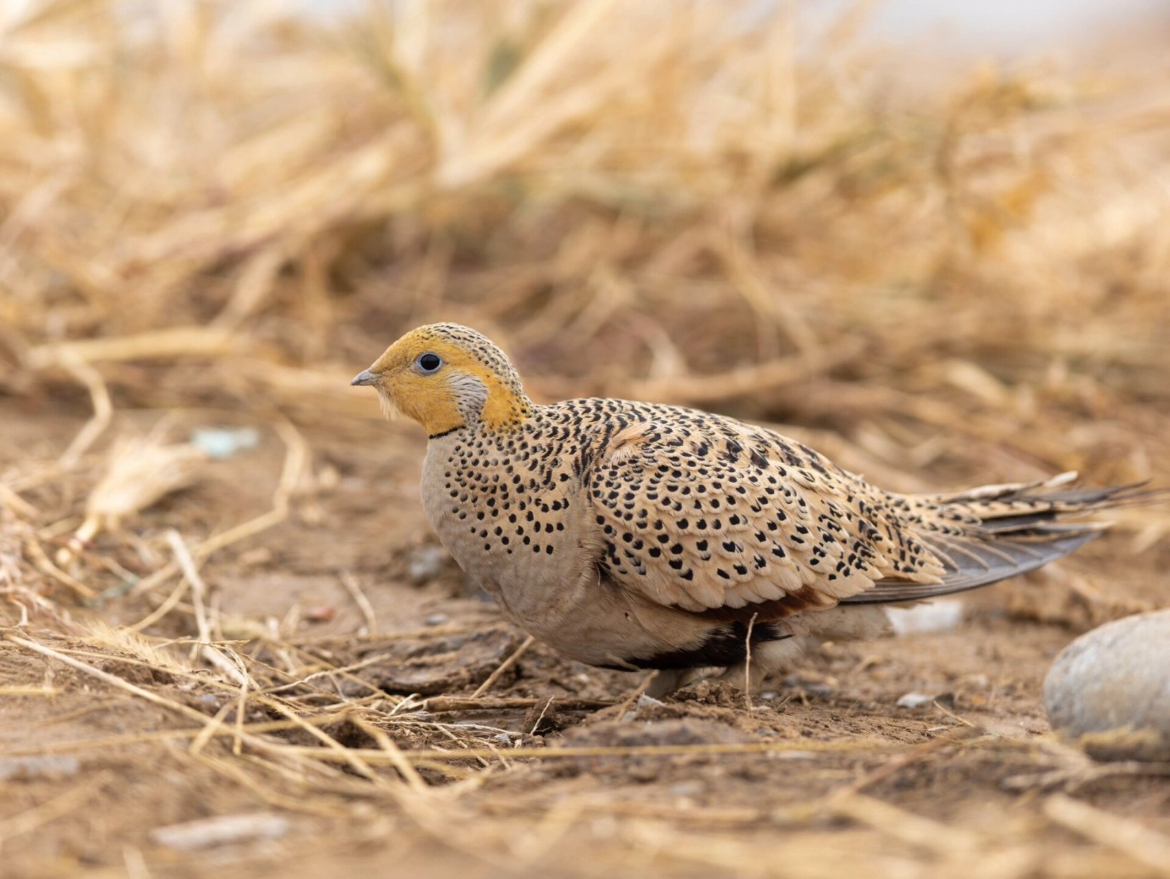 大石河拍摄毛腿沙鸡♀ 今天拍到了一只很特别长着腿毛的鸡 毛腿沙鸡