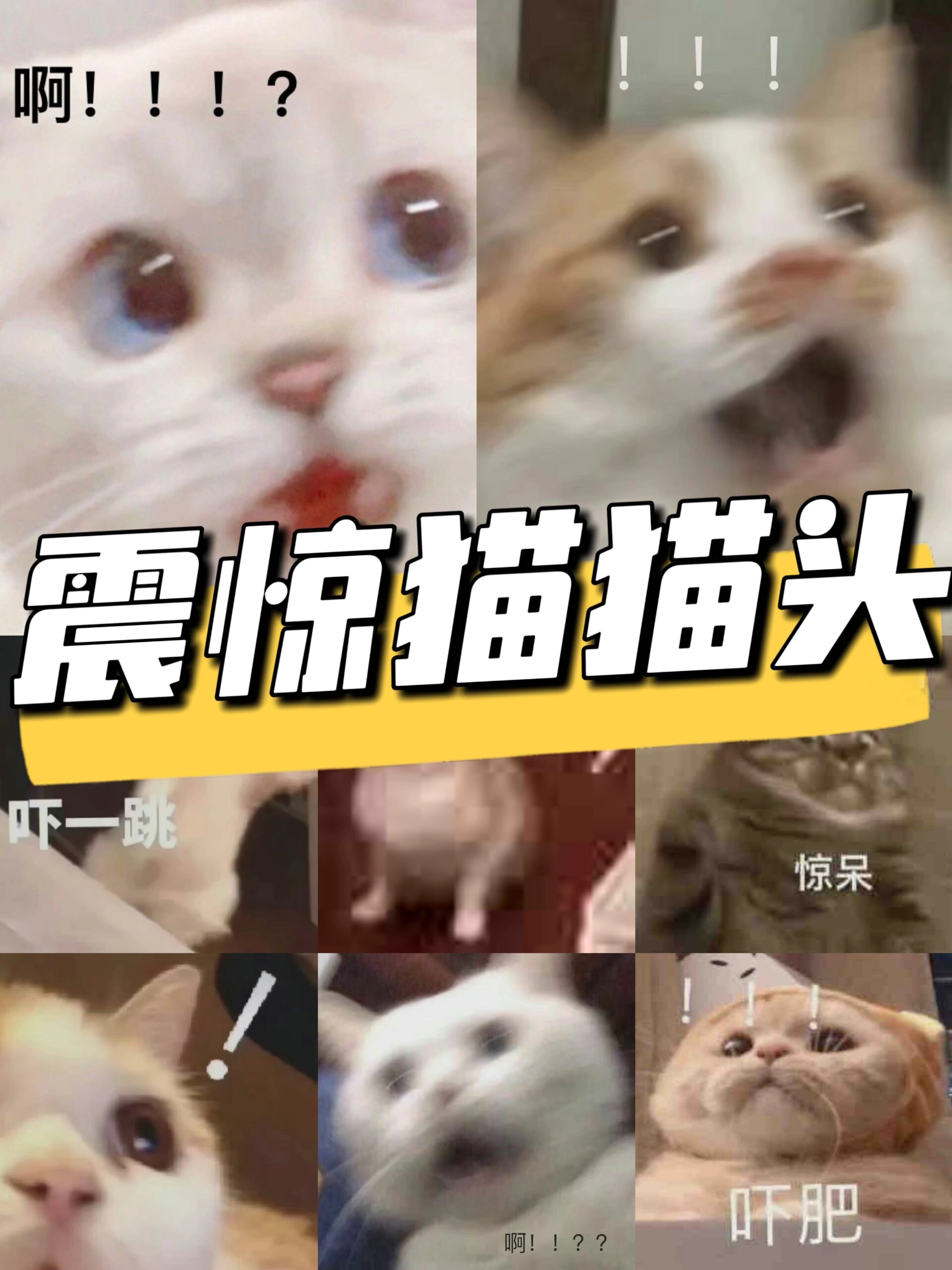 震惊猫猫头表情包