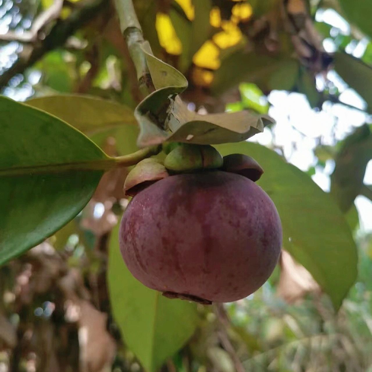 你知道山竹树长什么样吗?