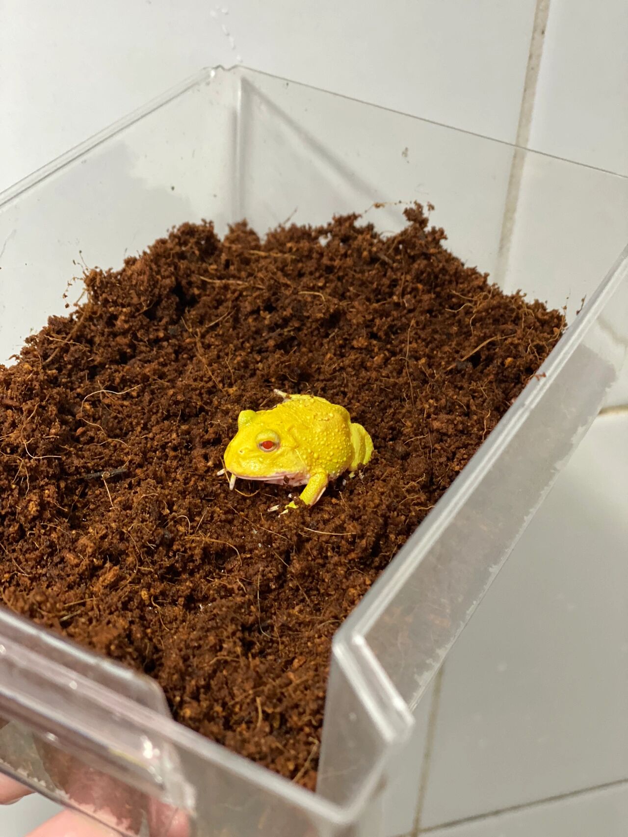 蛋黄角蛙