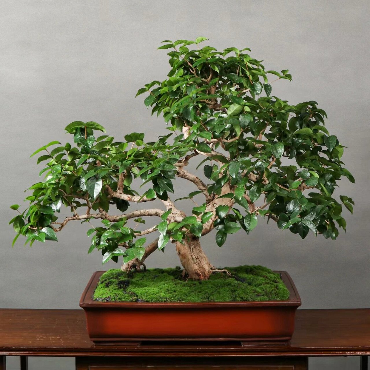 巴西红果 大满冠,原生老桩巴西红果盆景