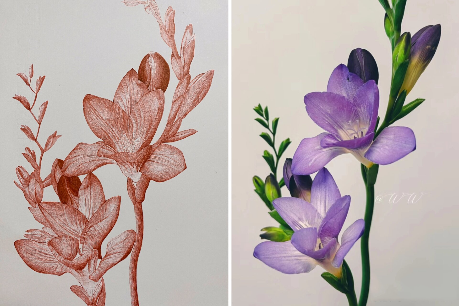 香雪兰|小苍兰|水彩花卉 业余时间完成