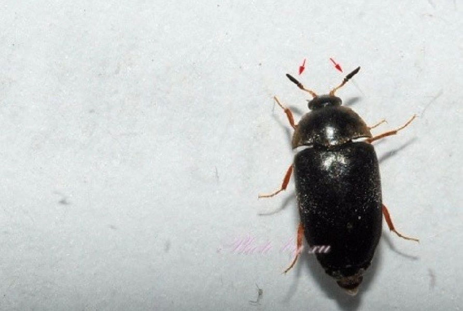 每日一虫~黑皮蠹 学名:黑皮蠧 科属:皮蠹科 拉丁名:attagenus minutus