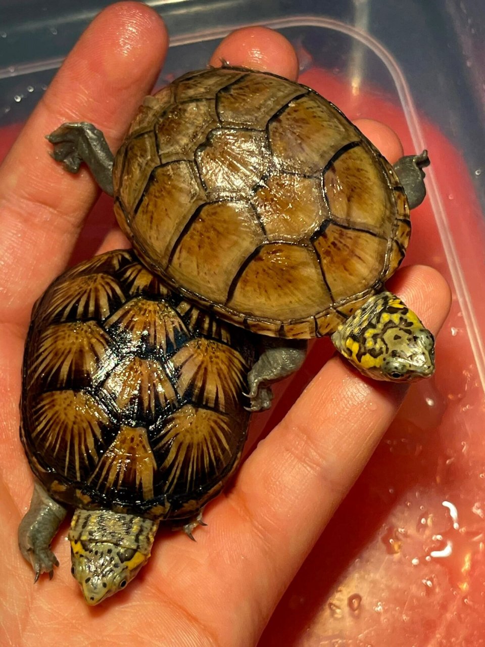 头盔泥龟选育图鉴| helmeted turtle98 07标志性的侧线,与多变的