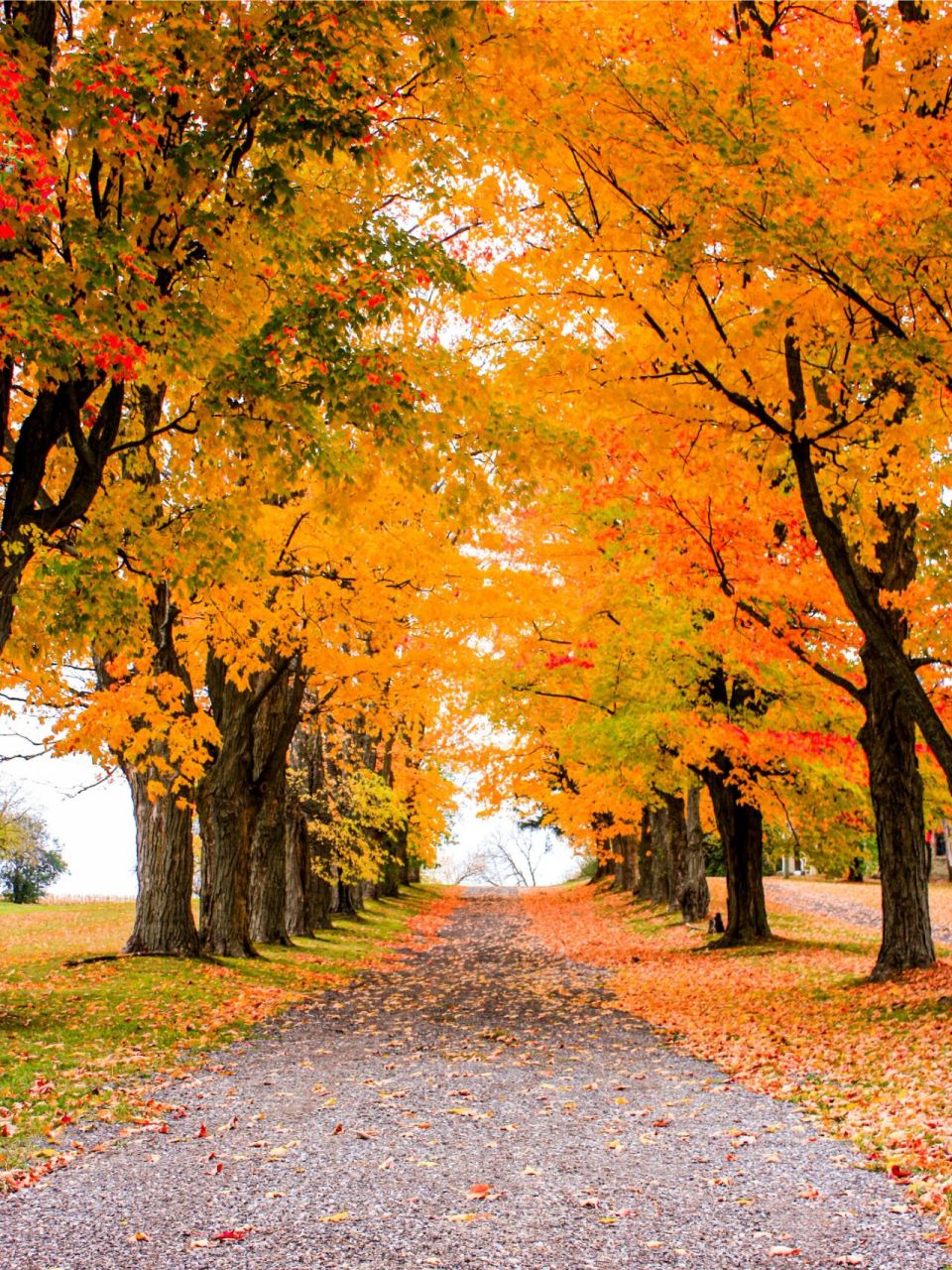 加拿大赏枫胜地封神路线|枫叶是秋天的信使 2023年加拿大赏枫胜地攻略