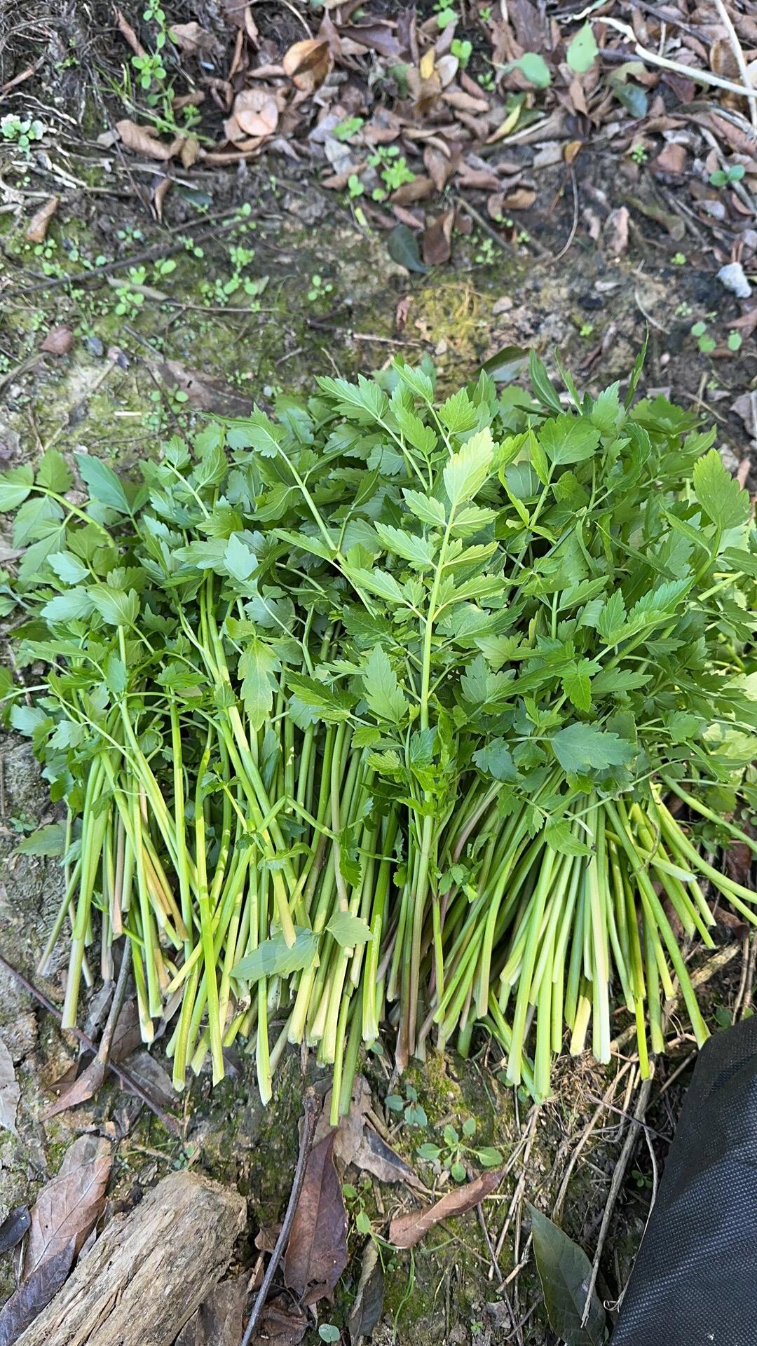 苏州挖野水芹