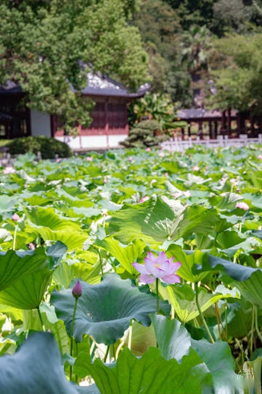 爱分享#  #武汉人的赏荷基因又觉醒了# 马鞍山森林公园里的半山荷园