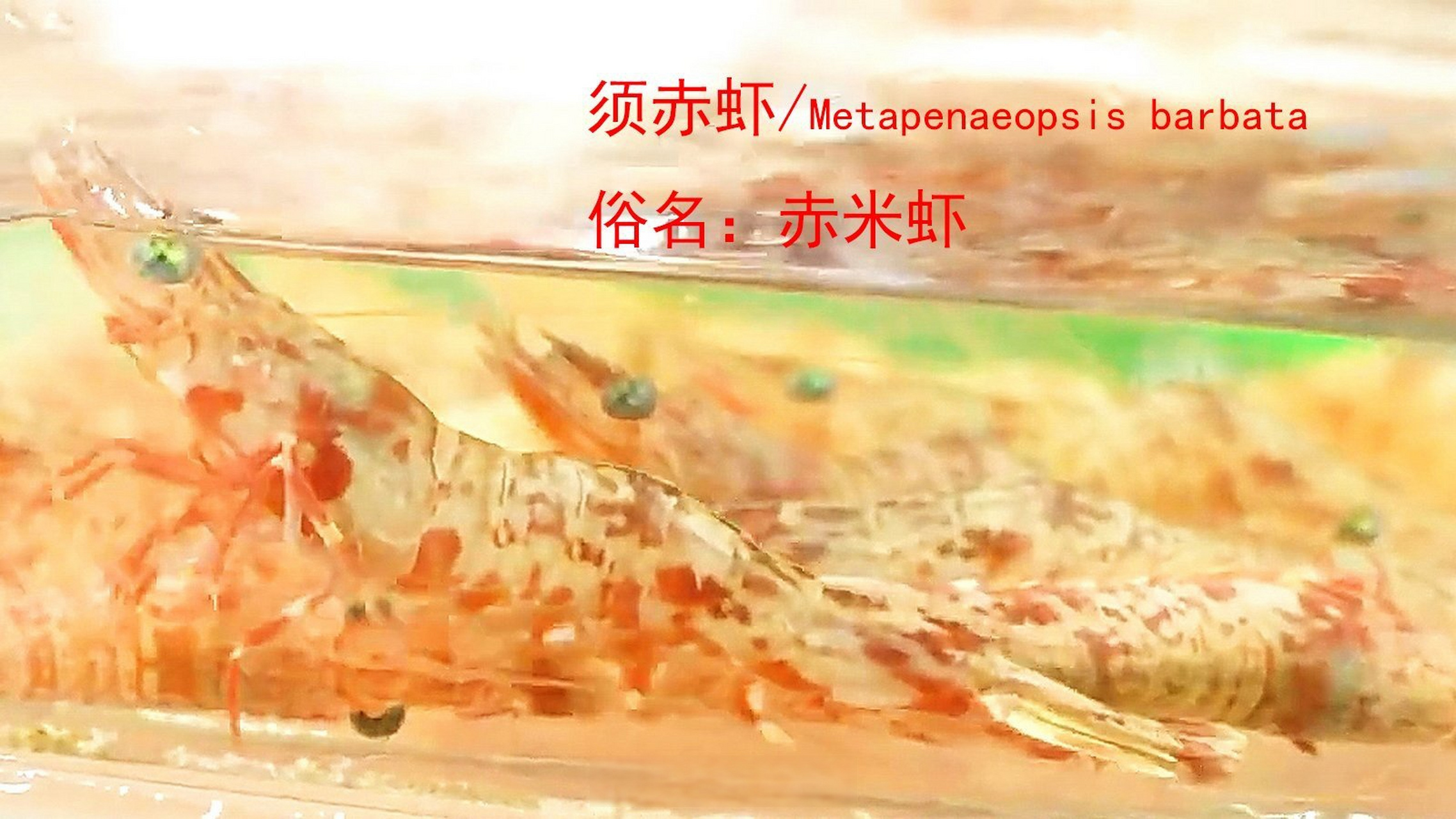 须赤虾/metapenaeopsis barbata ,俗名:赤米虾,是最好吃的海虾之一,还