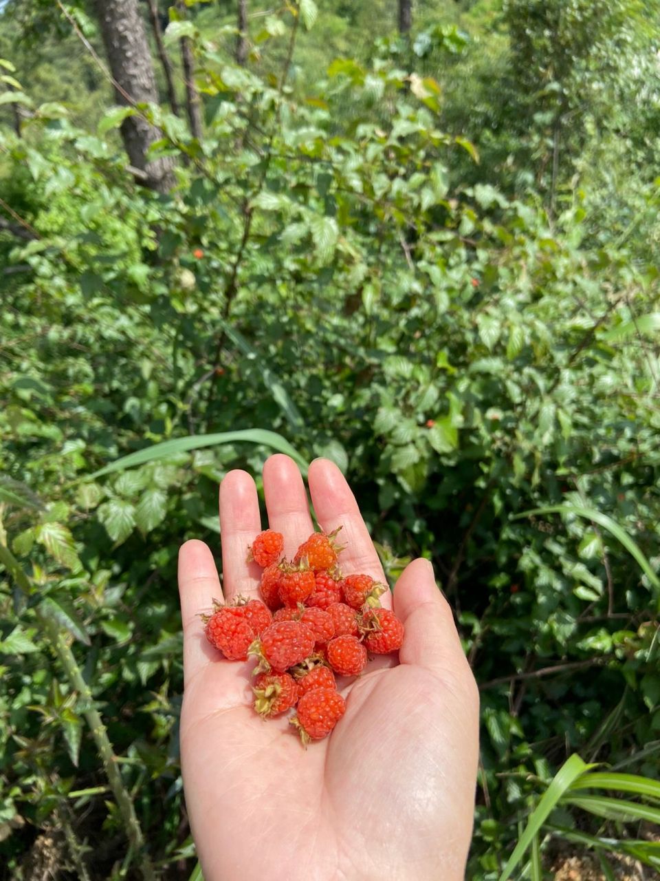 野生草莓91 野草莓,好看又好吃,酸甜可口,口感也非常好.