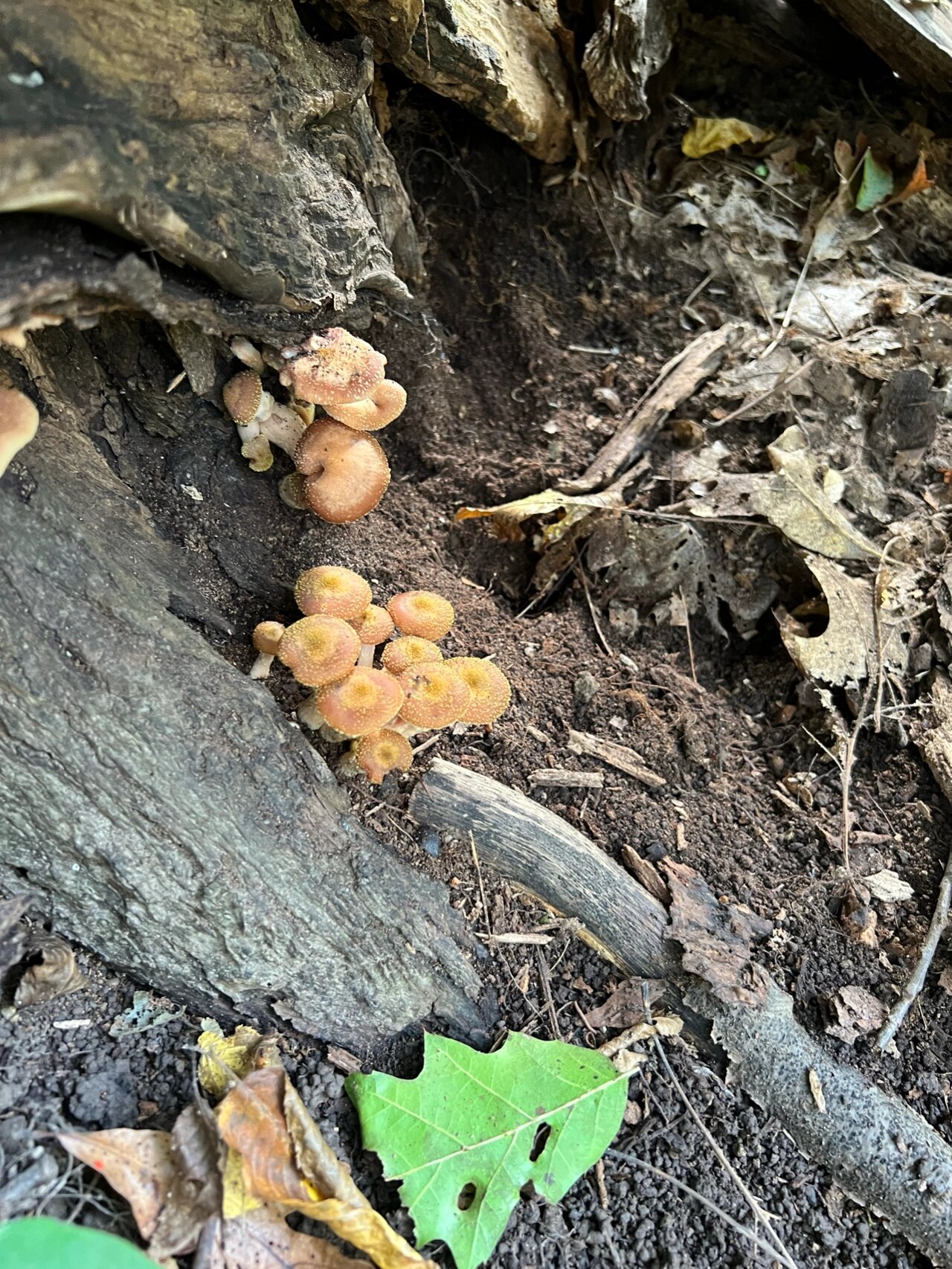蜜环菌? 这些是蜜环菌(honey mushroom)吗?