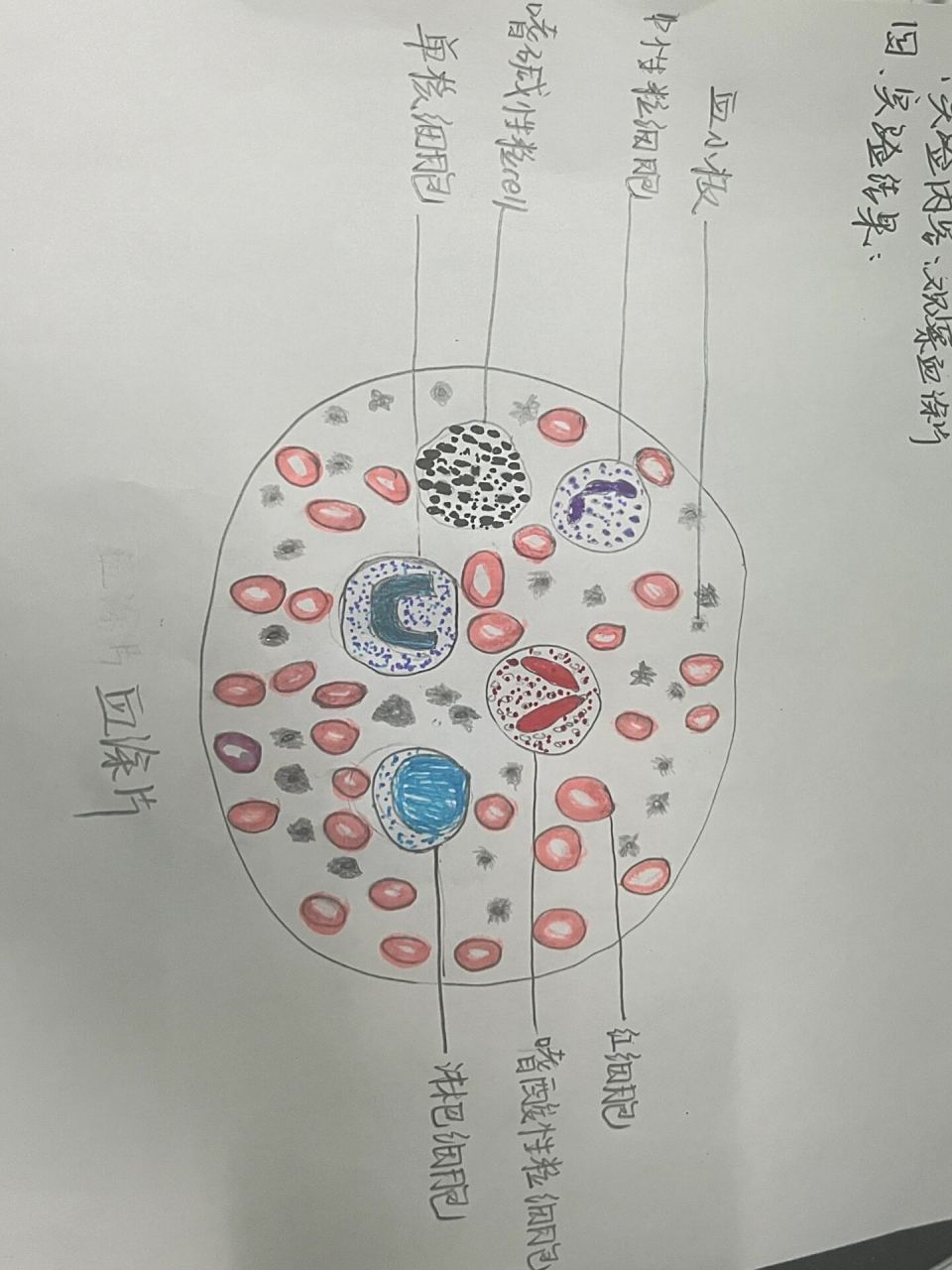 实验报告-血涂片 丰富多彩的血涂片呀 7815中性:细密的淡紫色,2-5