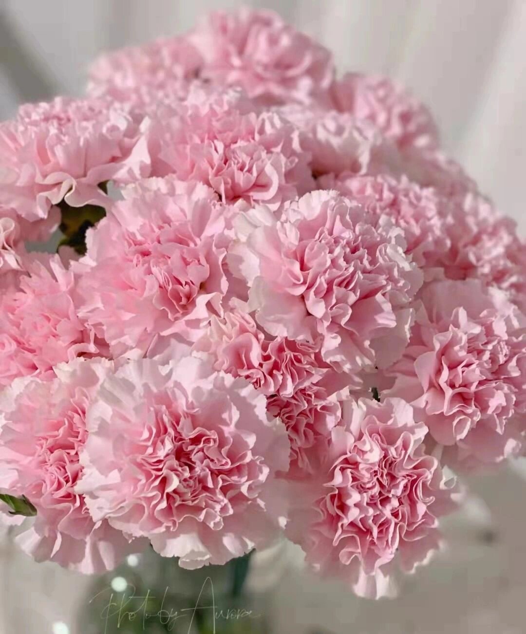 08花材:粉佳人康乃馨 .@蓝天白云下的熊孩子的动态