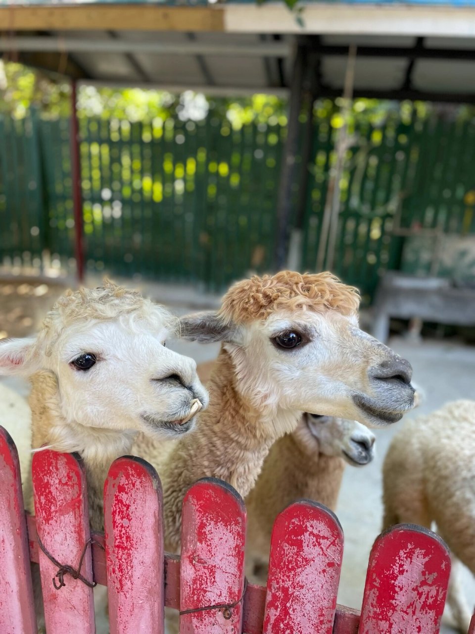 广东周边游|中山紫马岭动物园带娃周末游 96中山市中心最近的动物园