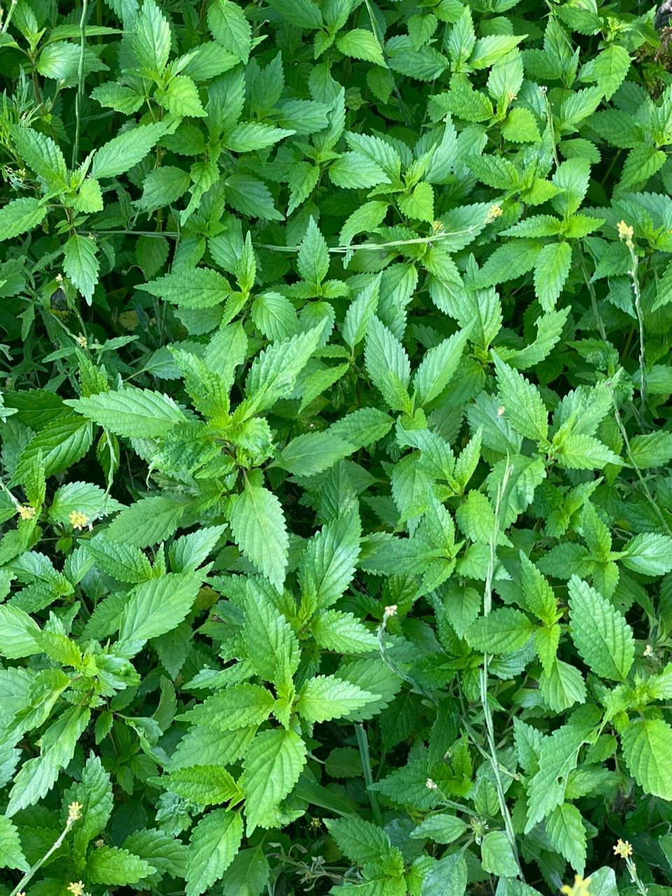 野苏子 每次看到这个都会想起初中住宿时候 我们的叔因为给我们做鱼