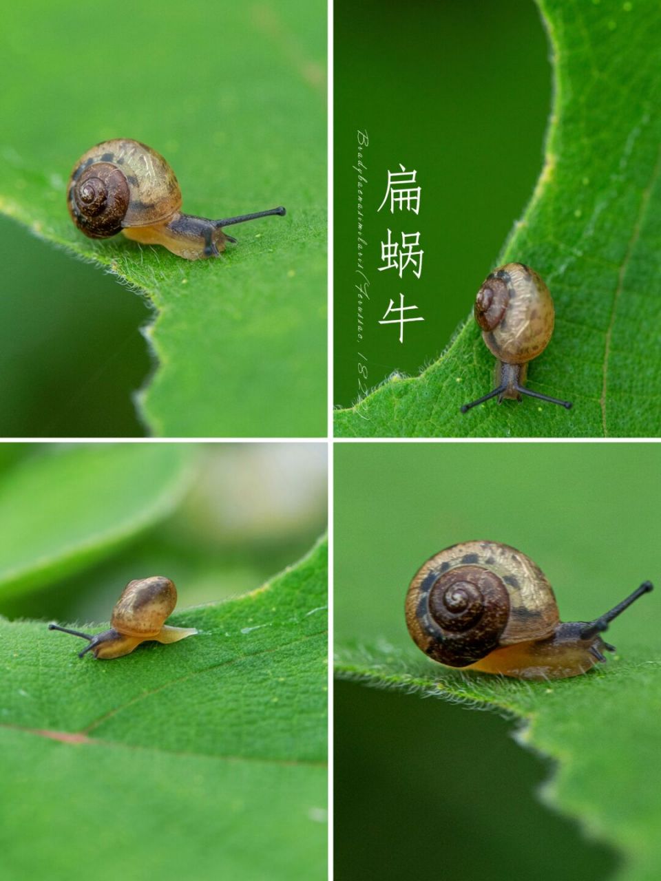 扁蜗牛 有宅一区长自负, 受田百亩不能耕.