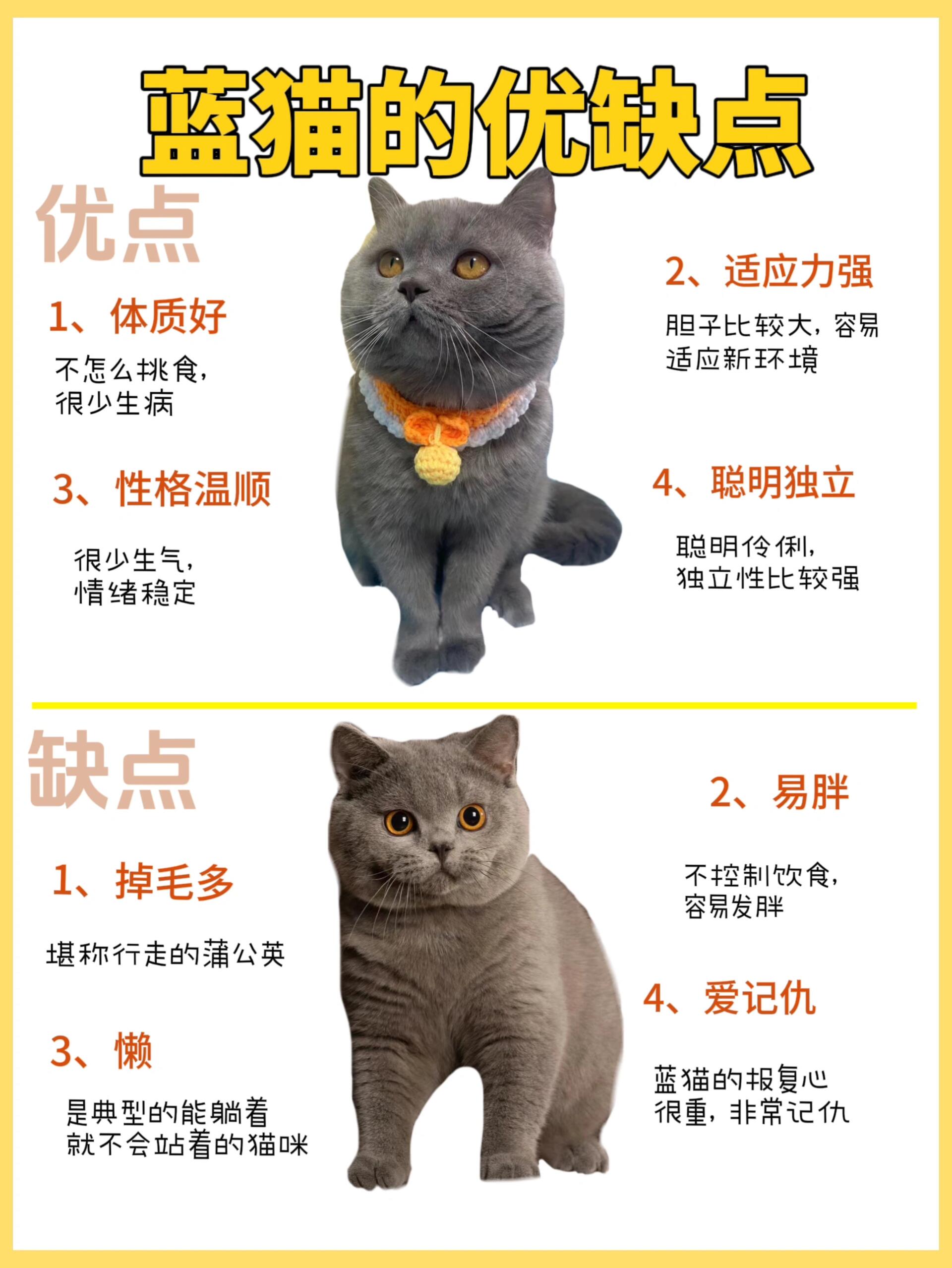 每天认识一只猫——蓝猫