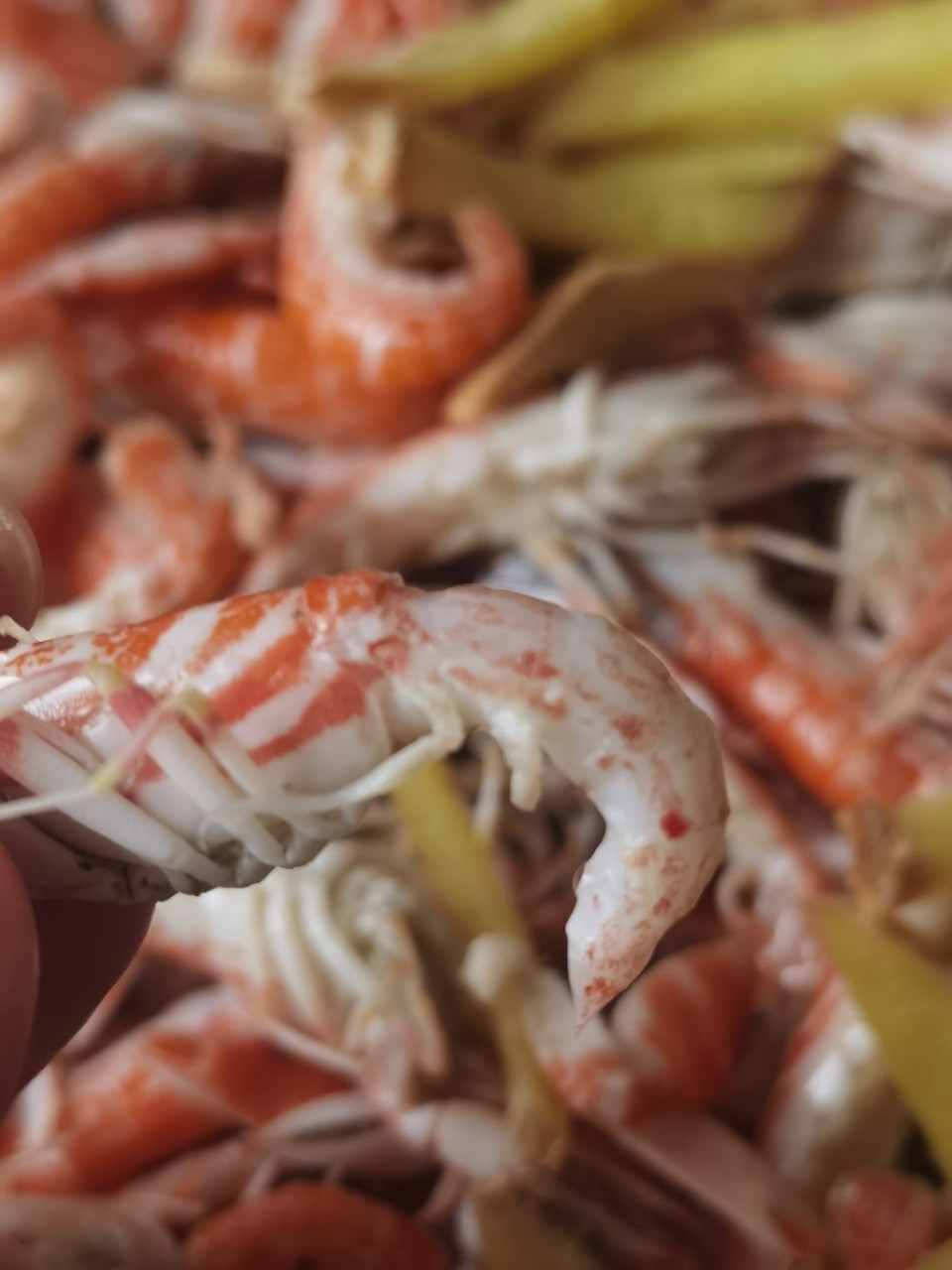 我最爱吃的虾之一:狗虾 台州人叫它拉嘘虾(撒尿虾),味道鲜美,肉质鲜嫩