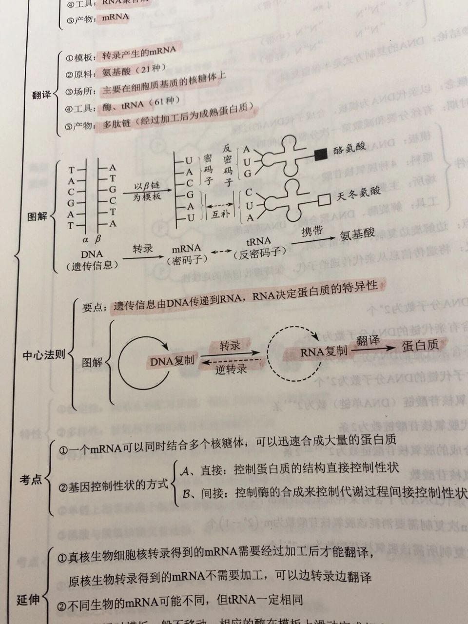 转录过程图图片