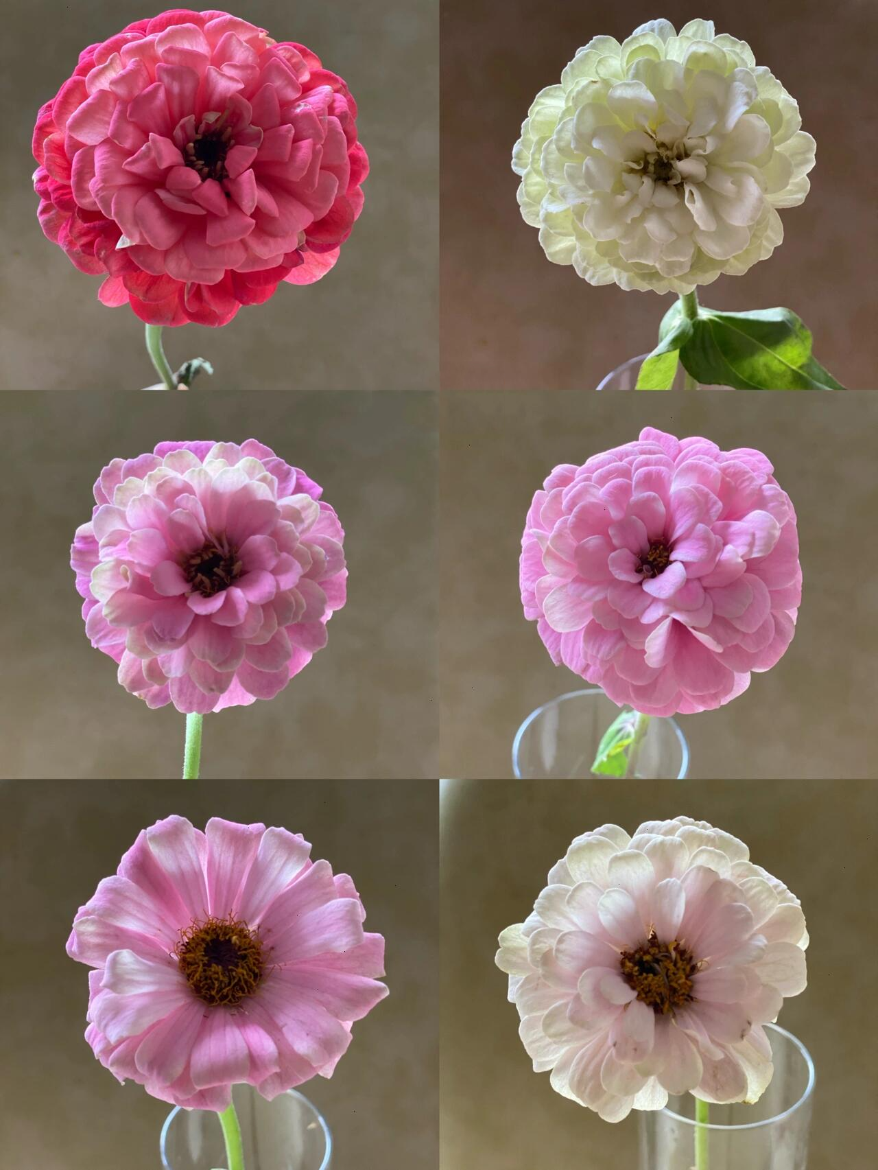 百日菊 百日草变化图