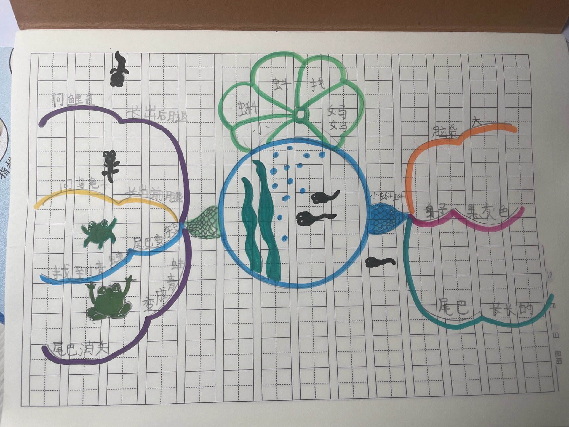 二年级语文第一课《小蝌蚪找妈妈》思维导图