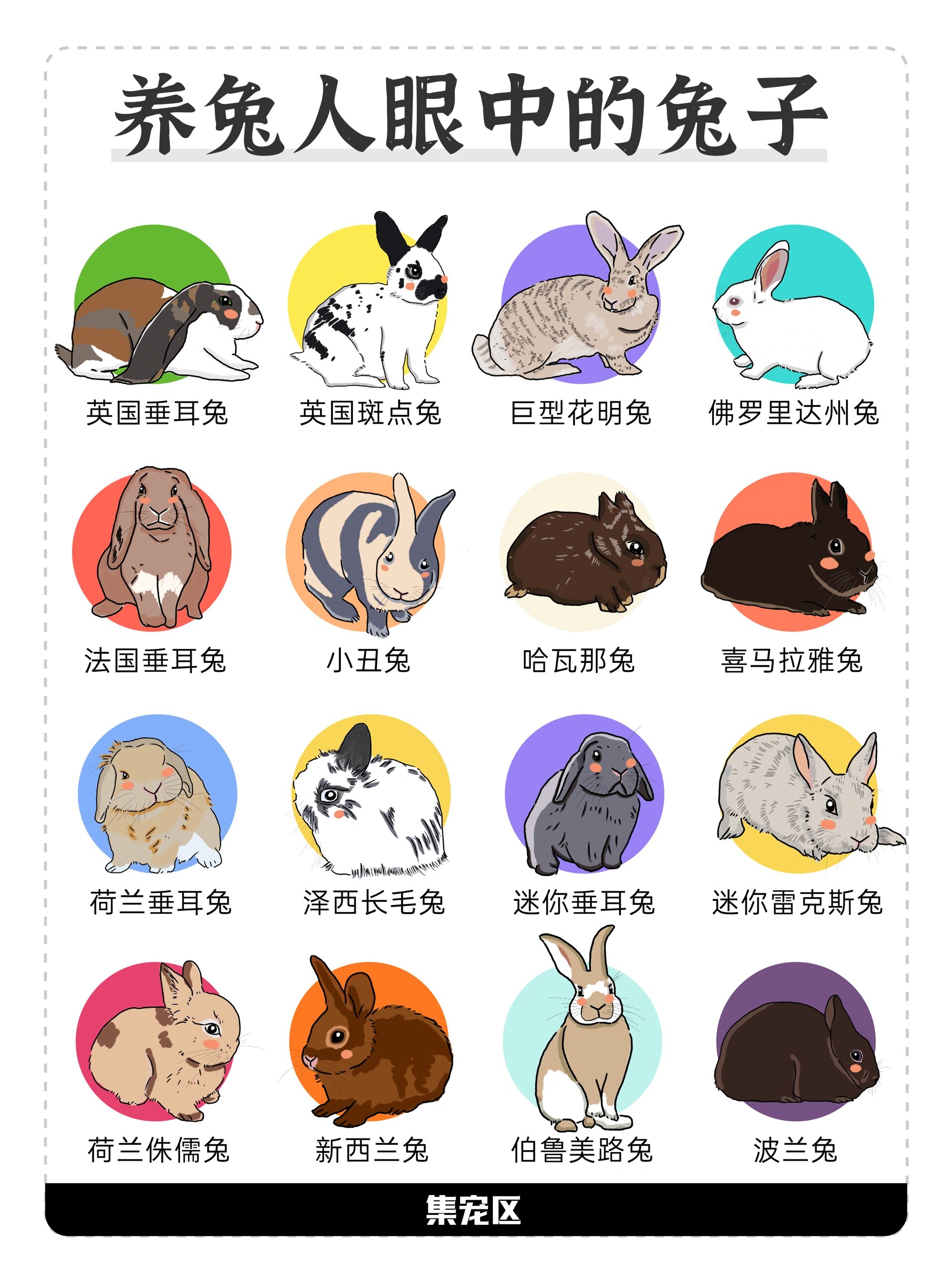 养兔人眼中的兔兔9240个品种一览(上) 92兔兔有什么品种?