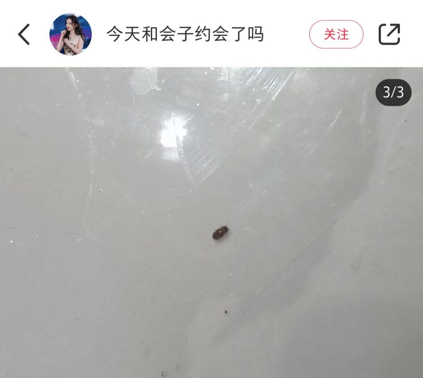 烟草甲——找了两天终于找到了 本南方人第一次知道有这种虫子的存在