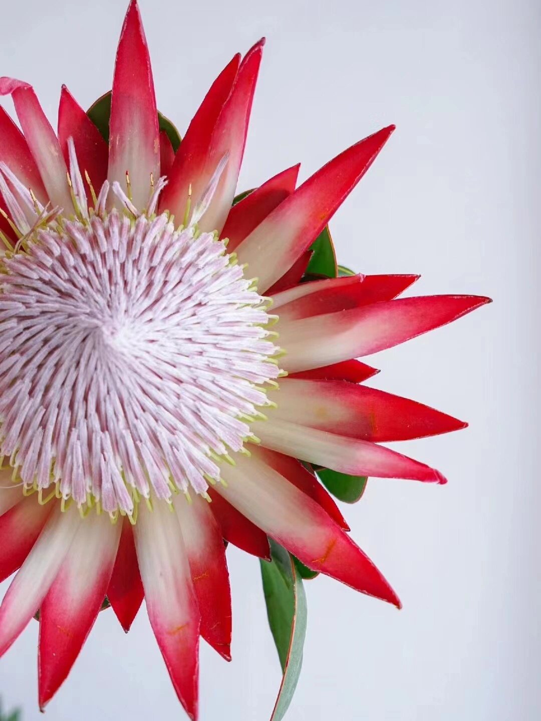 12【带你认识888种花】南非帝王花 73花语:胜利,圆满,旺盛而顽强的