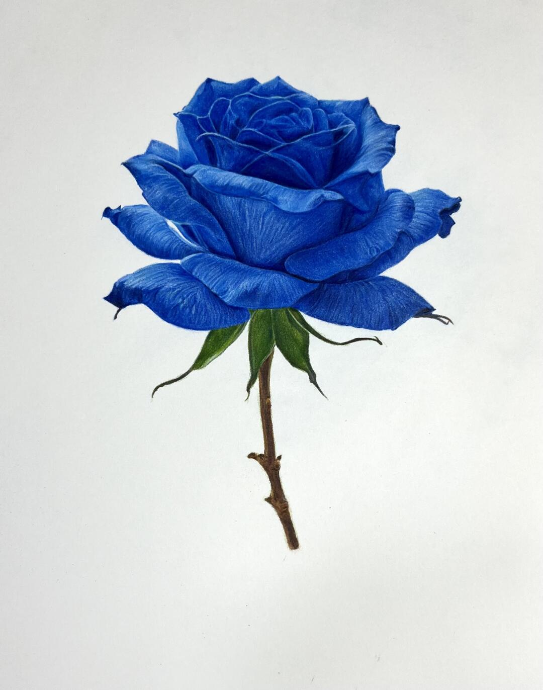 画了一朵蓝色妖姬