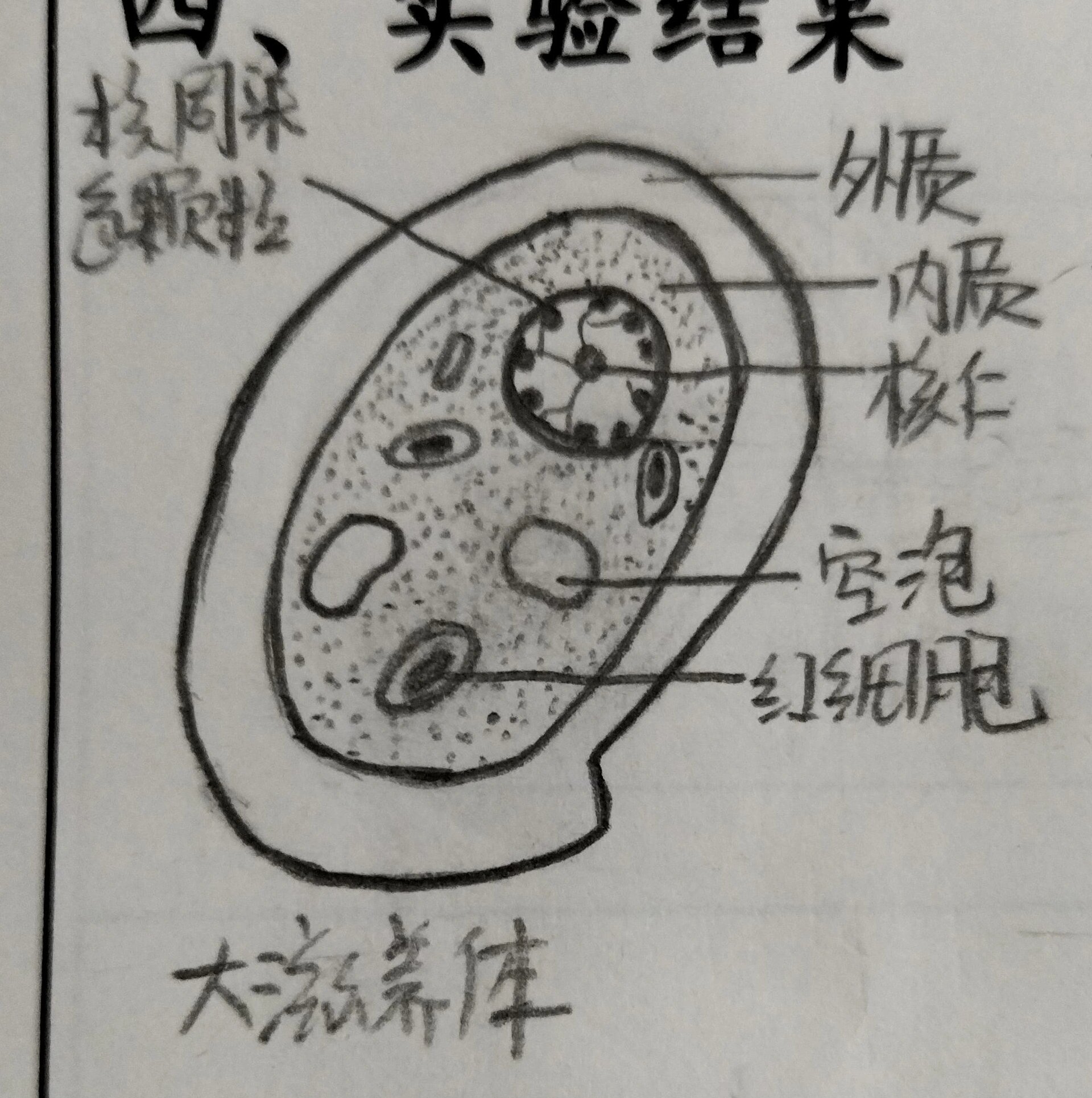 大滋养体手绘图图片