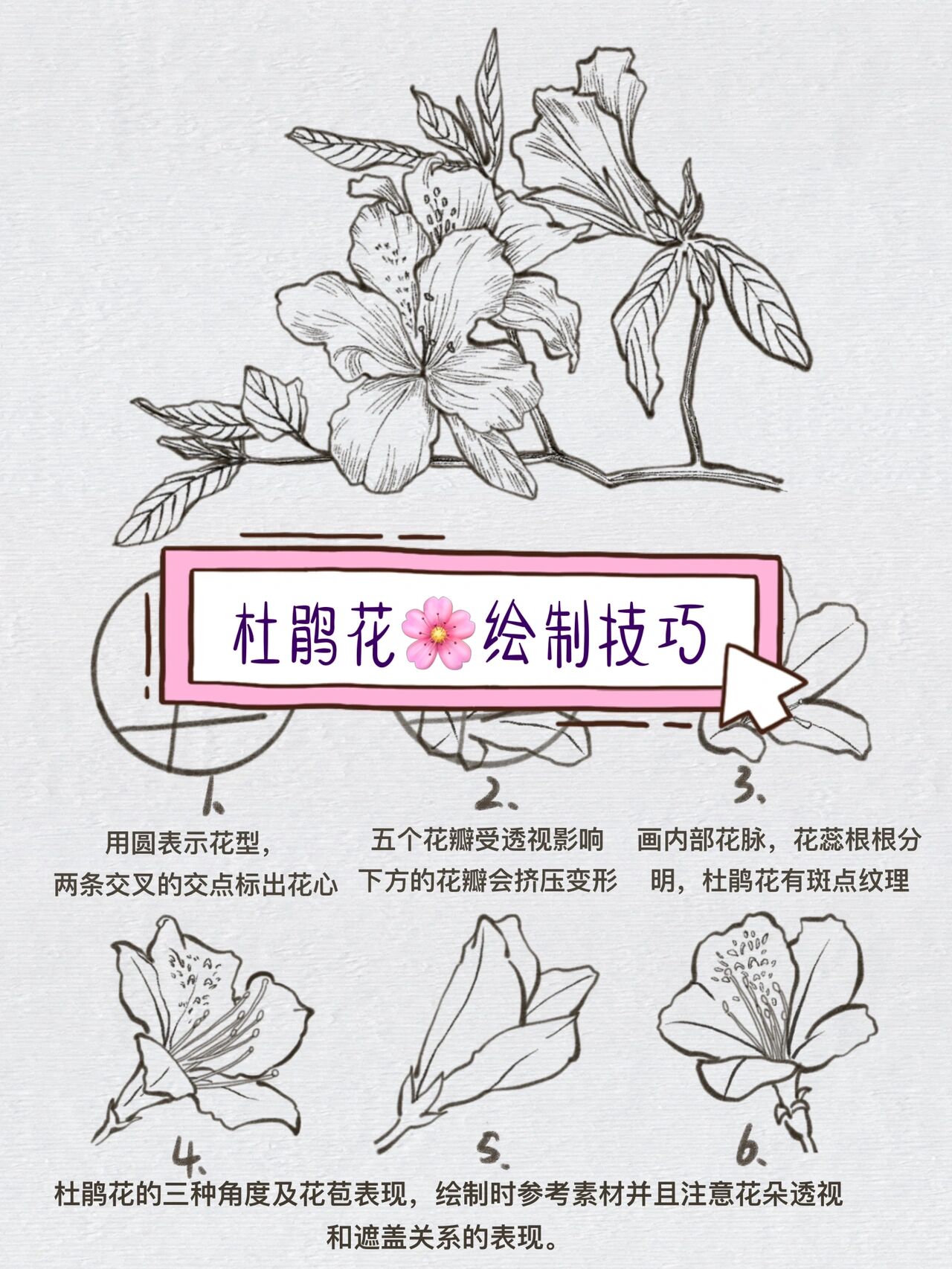 【花卉入门·杜鹃花】画花必学技巧7199简单好学