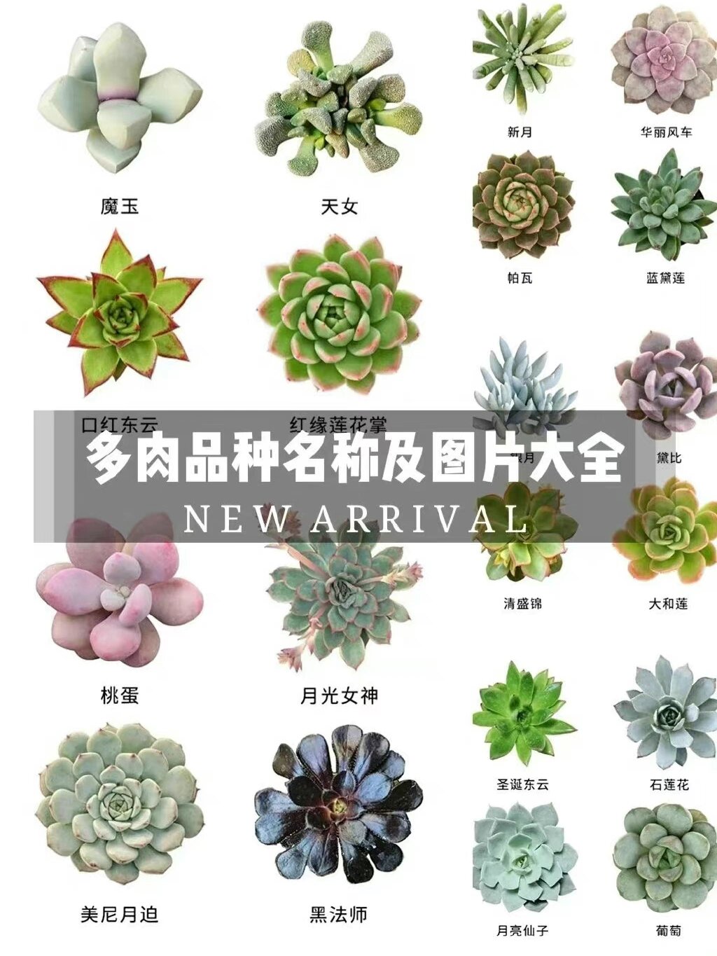 多肉品种大全图片名字