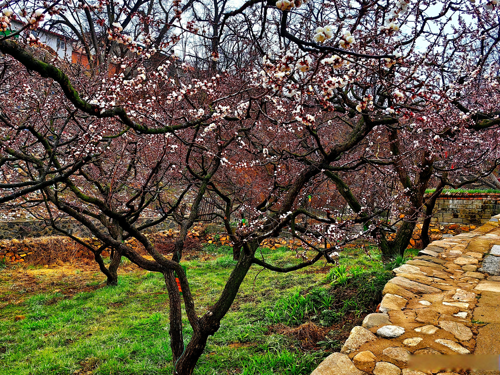 辽宁好网民守法好公民#  大孤山杏花节