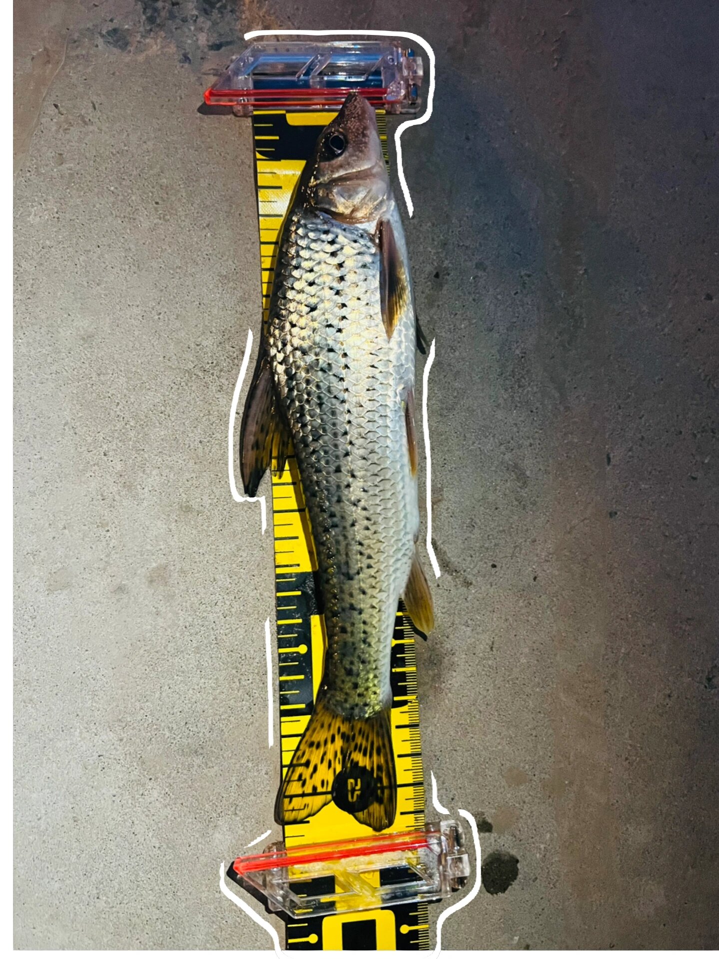 解锁新物种 花骨鱼