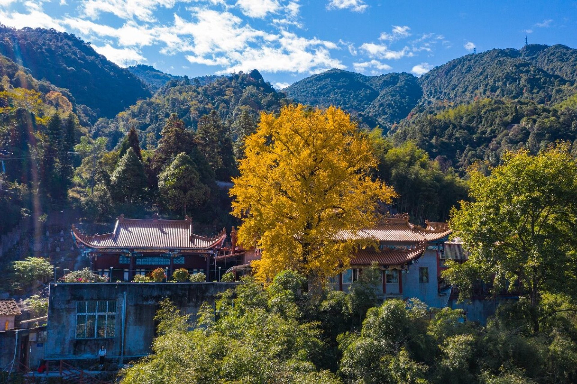 宁德南漈山·龙楸寺 金黄的银杏叶,泛着深秋的味道